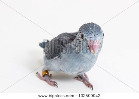 Mauve Forpus's Chick