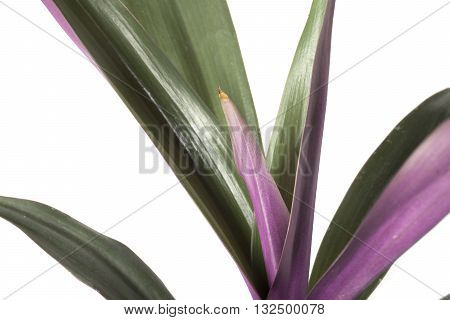 Closeup of a Moses-in-the-Cradle plant showing the green leaves with purple underside.