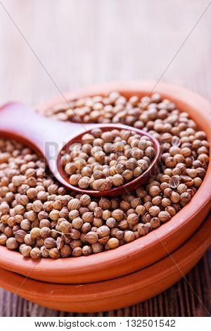 Coriander