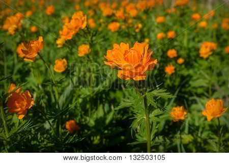 Beautiful bright floral background of orange flowers of Trollius asiaticus on green meadow