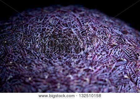 macro echinocereus rubispinus succulent plant on black background