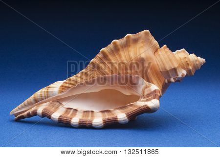 Cymatium raderi shell in a blue background