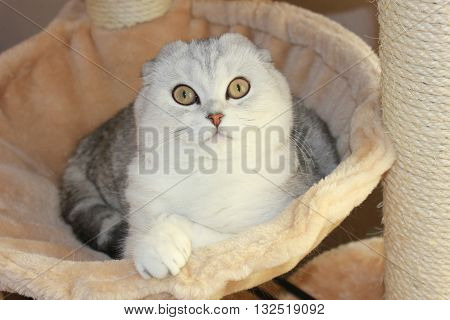 Beautiful cat Scottish Fold cat tabby white