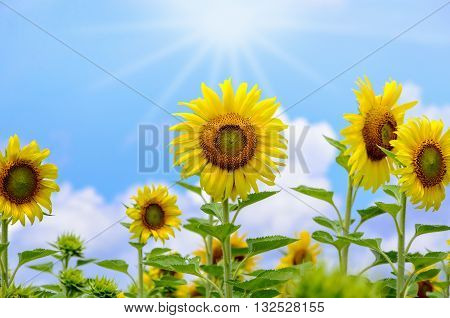 Many yellow flower of the Sunflower or Helianthus Annuus blooming under sunlight and the sun shines in the field on blue sky background
