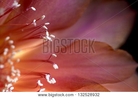 macro pistil of echinopsis flower succulent plant
