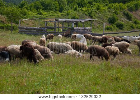sheep and goats graze in the field and on the road