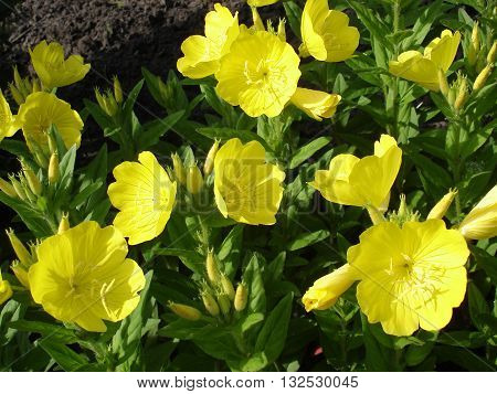 Four-leaf suncups (evening primrose) yellow flowers .