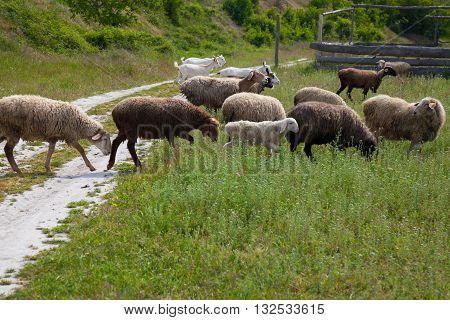 sheep and goats graze in the field and on the road