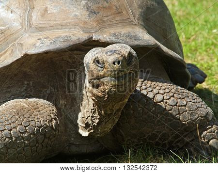 Giant tortoise eating grass in pasture - Aldabrachelys gigantea