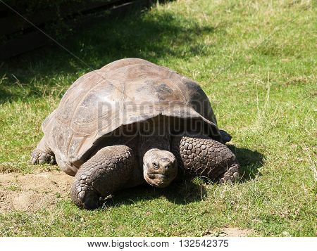 Giant tortoise eating grass in pasture - Aldabrachelys gigantea