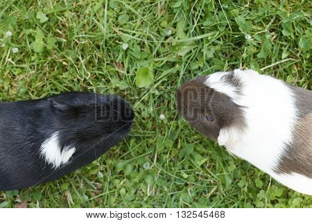 Guinea pig eating grass outside in the garden. Guinea pig (Cavia porcellus) is a popular household pet.