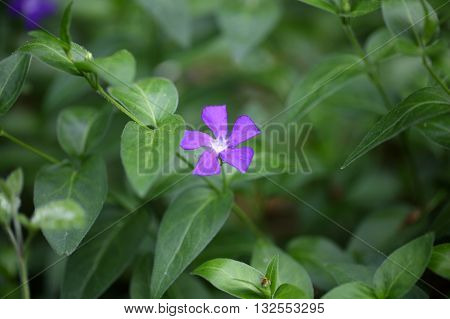 A flower of the bigleaf periwinkle (Vinca major).
