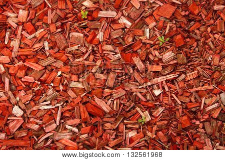 Green stems sprouting through the red wood chips