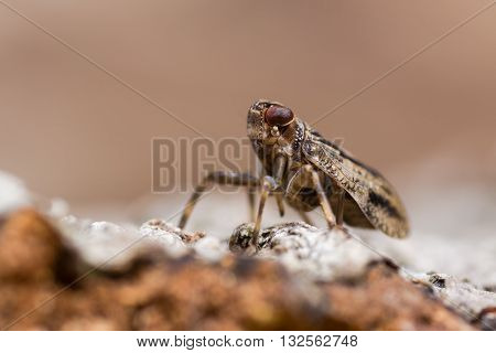 Issus coleoptratus (Homoptera) in profile. Bug in the order Hemiptera in the family Issidae with large number of cross-veins in wings