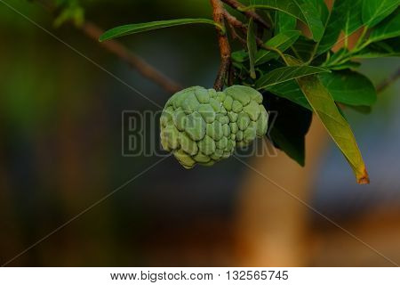 Young custard apple on custard apple tree