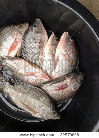 close up Oreochromis niloticus fish for cooking