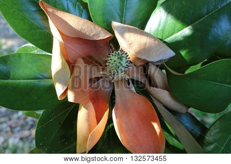 Southern Grandiflora Magnolia bloom at the end of its life cycle