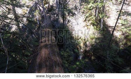 shot on top of a log in the forest