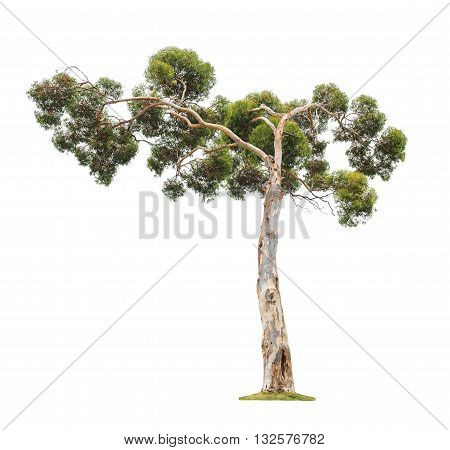 Green beautiful old and big eucalyptus tree with asymmetric crown isolated on white background