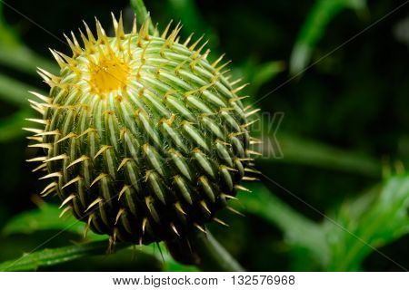 Texas Thistle (Cirsium texanum) green head close-up selective focus
