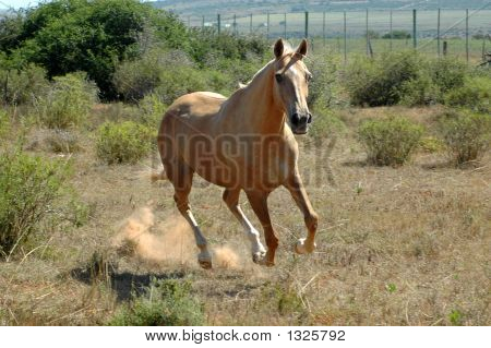 ม้า galloping