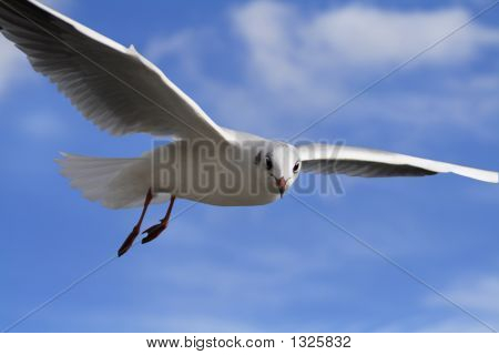 weißer Vogel