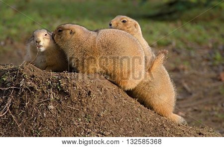 three black-tailed prairie dog at the burrow