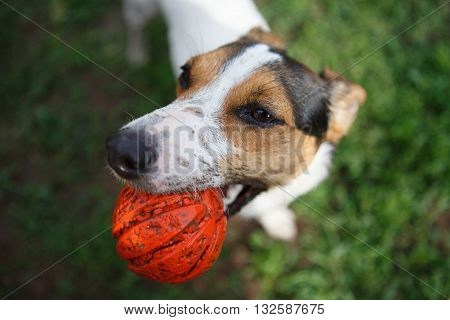 small dog breeds Jack Russell Terrier with a bright orange ball in his mouth and his tongue hanging out looking at the camera