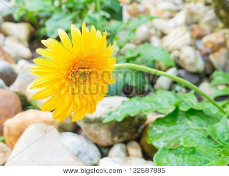 beautiful flower Gerbera of the Gerbera genus. Yellow with water drops in the garden Barberton daisy Gerbera jamesonii " Desert Sands" a species of flowering plant in the genus Gerbera or Transvaal Daisy fromSouth Africa. (select focus Gerbera and Blur bl