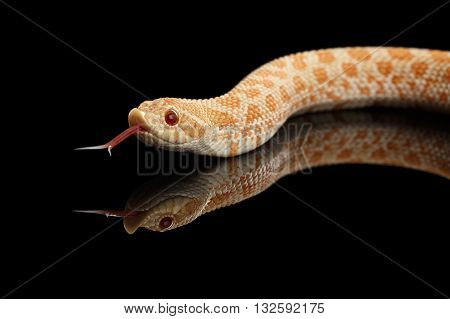 Closeup Pink pastel Albino Western Hognose Snake Heterodon nasicus isolated on black background