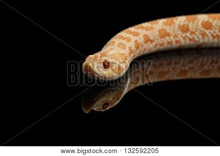 Closeup Pink pastel Albino Western Hognose Snake Heterodon nasicus isolated on black background