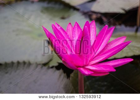 Beautiful pink lotus flower in the lake stock photo