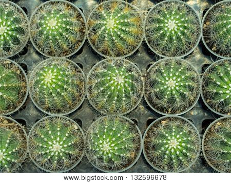 Cactus Is A Member Of The Plant Family Cactaceae Within The Order Caryophyllales