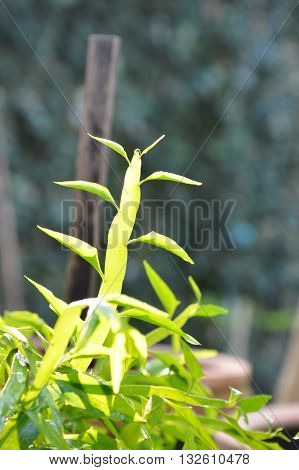 centipede plant in garden on the morning