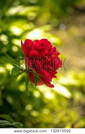 Vintage red peony close up. Flowers in a Garden