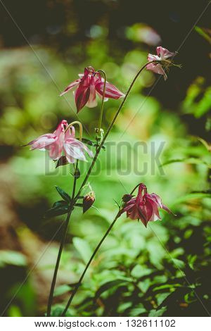 columbine aquilegia flowers in vintage style. Flower