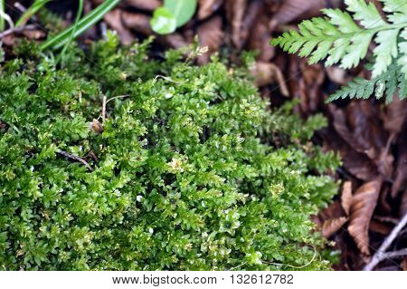 Moss in the forest among dry leaves
