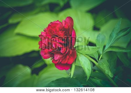 Vintage red peony close up. Flowers in a Garden