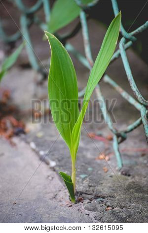 The plant sprouted through the pavement . A strong desire to live ...