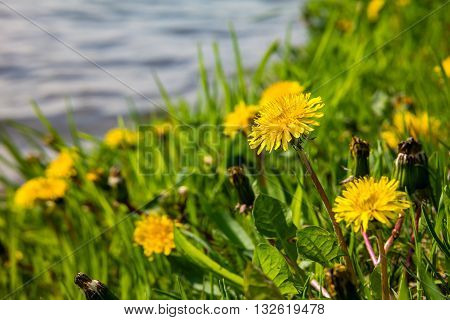Yellow dandelions on the lake shore. Yellow summer flowers with green grass and white bokeh blure. Yellow dandelion flowers with leaves in green grass.