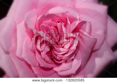 closeup macro of a pink rose head with dew water drops
