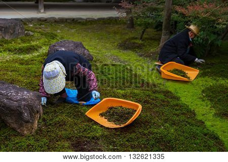 KYOTO JAPAN - NOVEMBER 22 2015: Unidentified Japanese gardeners work in a garden of Kenninji temple