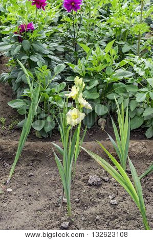 Yellow gladiolas flowers blooming in the field.