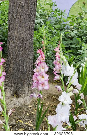 Green Gladiolas Plants