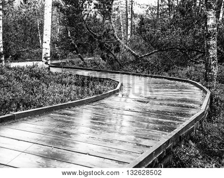 Narrow wooden path in the birch forest. Planks are wet and shiny after rain. Chalupska moor in Sumava National Park, Czech Republic . Black and white image.