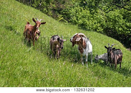 Goats graze on the green summer meadow.