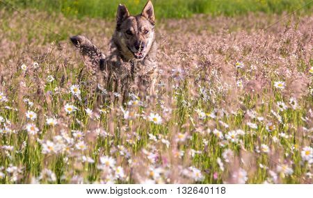 dog running through daisies willdflowers field nature