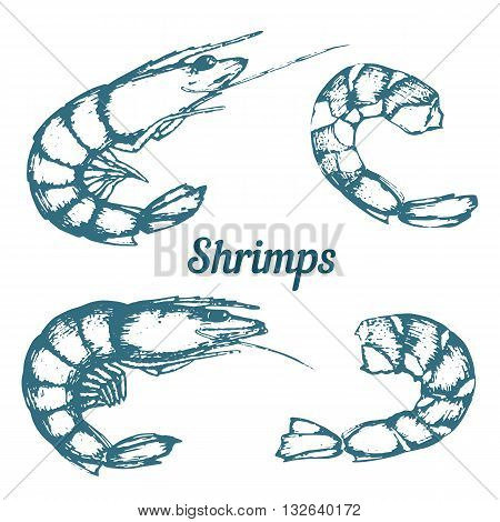 Set of different shrimps peeled shrimp hand-drawing line art. Vector.