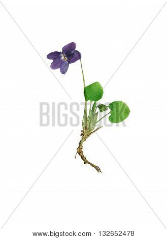 Pressed and dried violets bush forest with delicate blue flower. Isolated on white background.