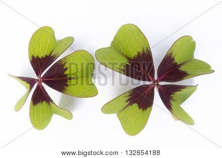 Lucky Clover